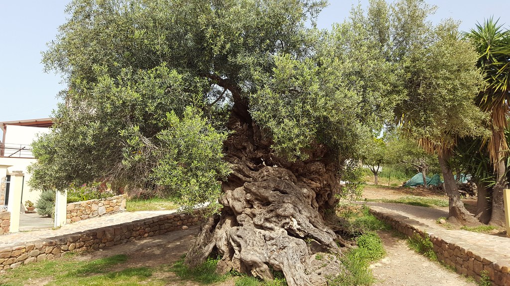 Elia-Bouybon-Olive-Tree-of-Vouves