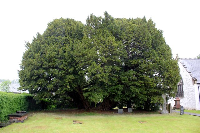 Llangernyw-Yew-Tree