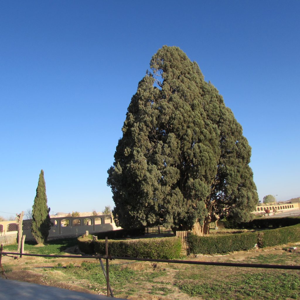 Sarv-e-Abarkooh Tree