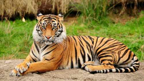 Bengal-Tigers-10-Incredible-indian-wildlife-facts-the-best-top-10-lists