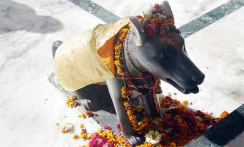 dog-temple-2-10-Incredible-indian-wildlife-facts-the-best-top-10-lists