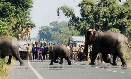 drunken-Elephants-in-India-strange-facts-about-wildlife-of-india