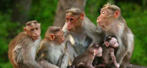 indian-monkeys-10-Incredible-indian-wildlife-facts-the-best-top-10-lists