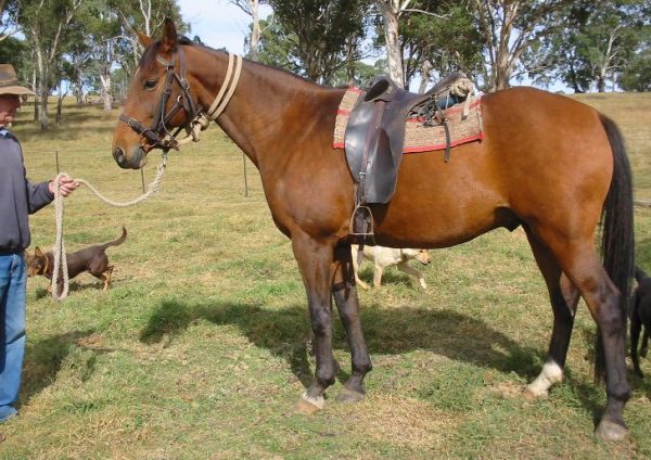 Australian-Stock-Horse