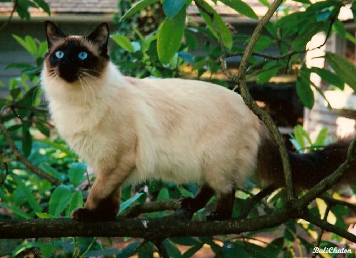 Balinese-Cat