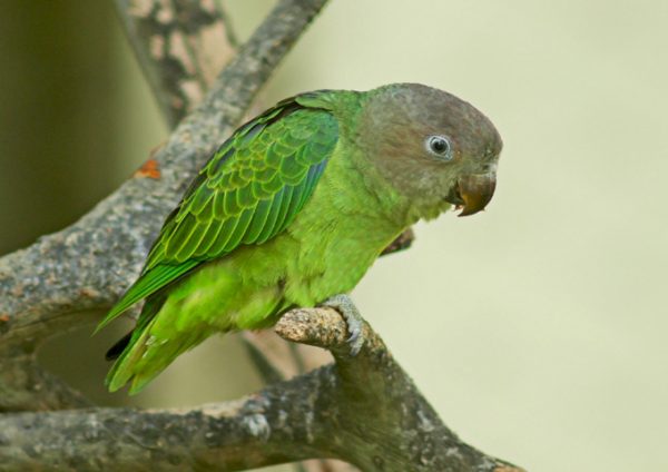Cape Parrot