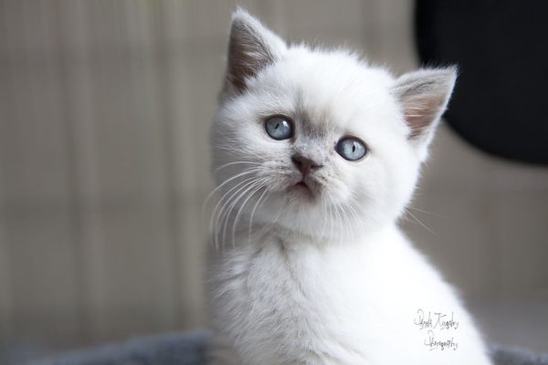 Colorpoint-British-Shorthair