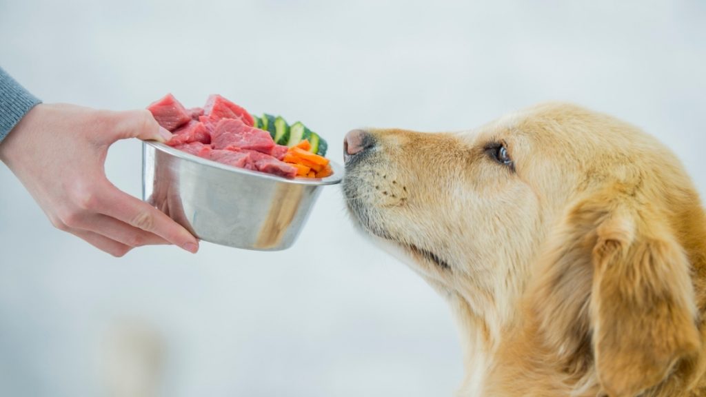 Dog Healthy Diet