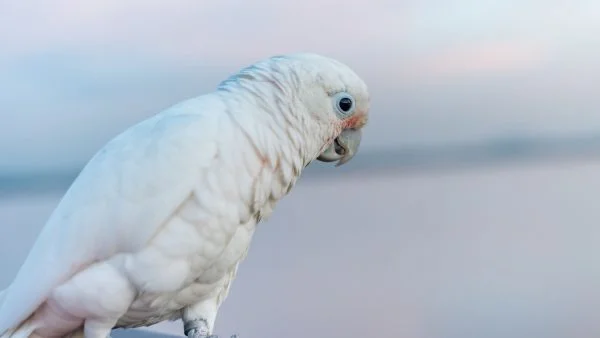 Goffin Cockatoos