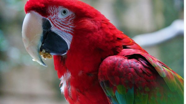 Green-Winged-Macaw
