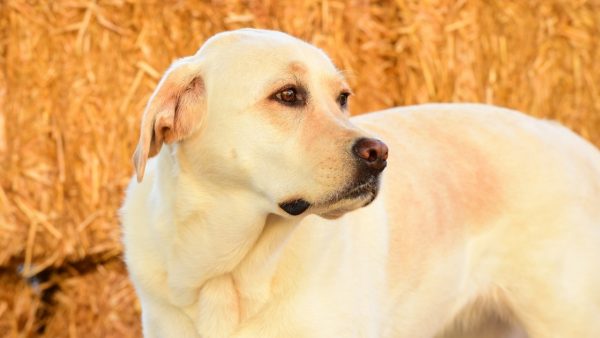 Labrador - Therapy dogs