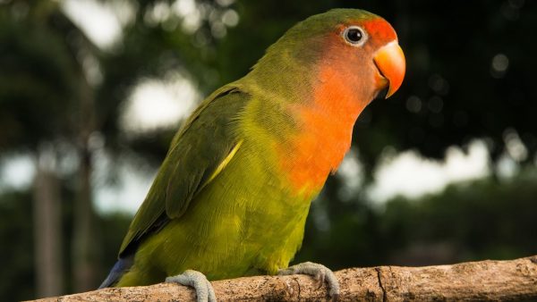 Lovebird-Parrots