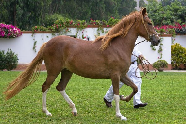 Peruvian-Paso-Horse