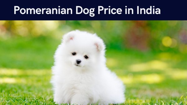 Pomeranian Dog Price in India