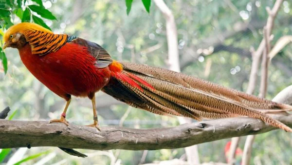 Ornamental Birds: