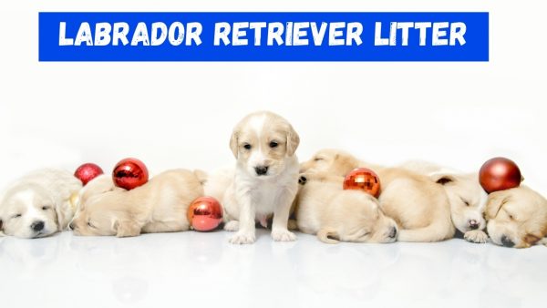 Selection From Labra Retriever Litter