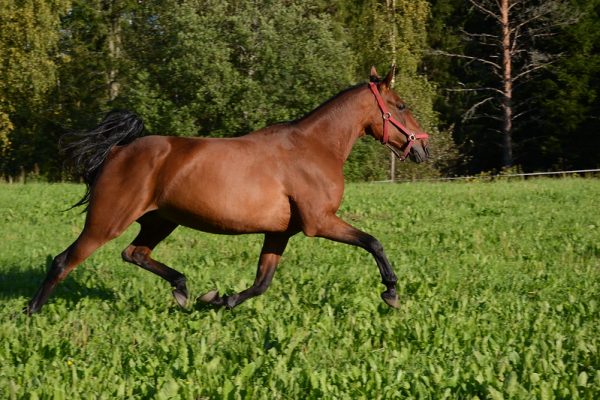 Standardbred-Horse