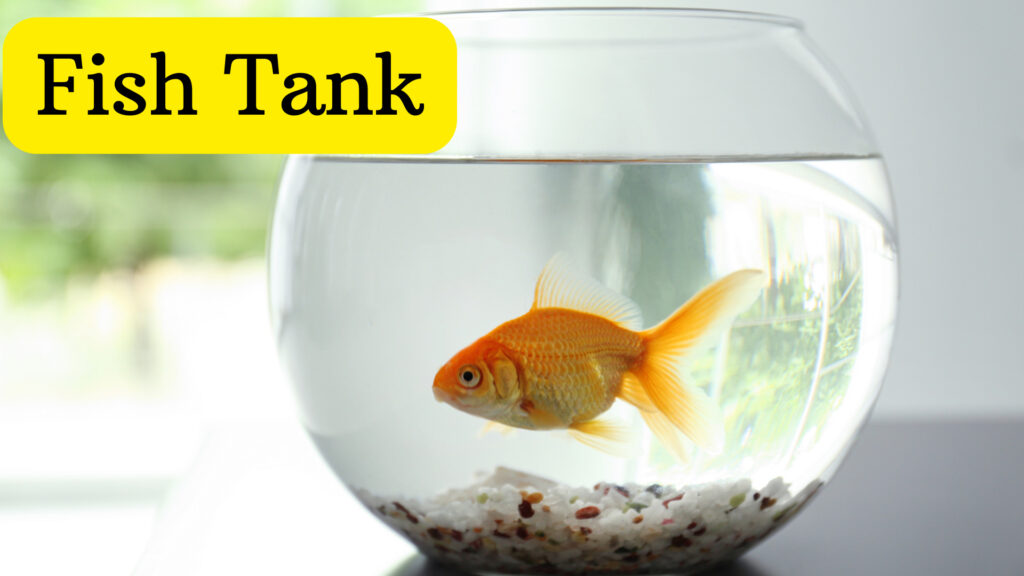 Fish Tank Gift